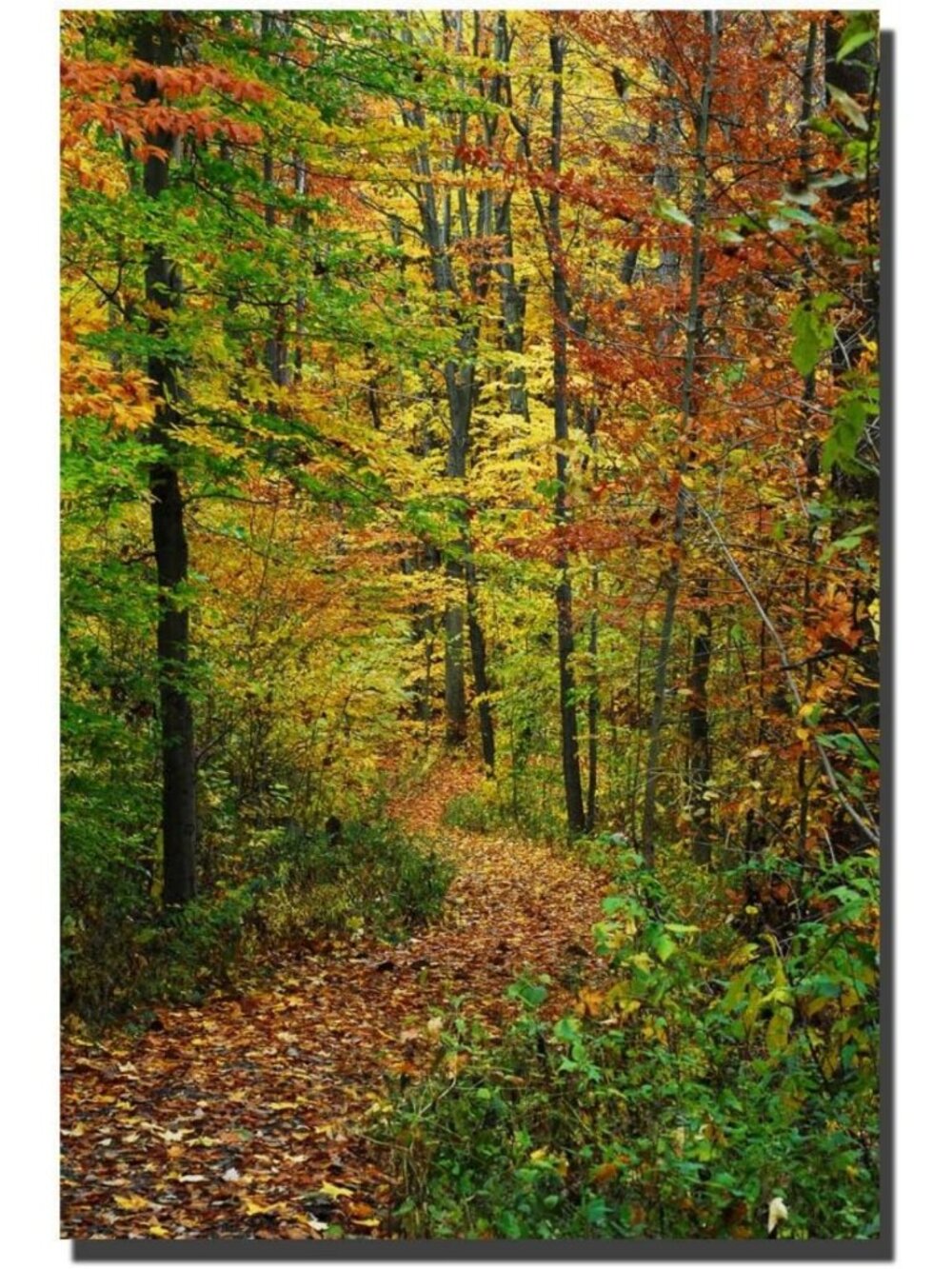 Autumn Trail Canvas Wall Art - 32x22 Landscape Decor for Home & Office